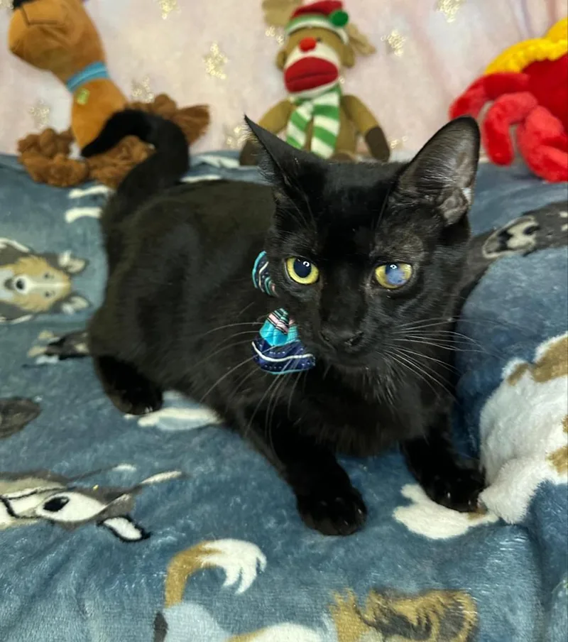 Leonardo thumbnail 3