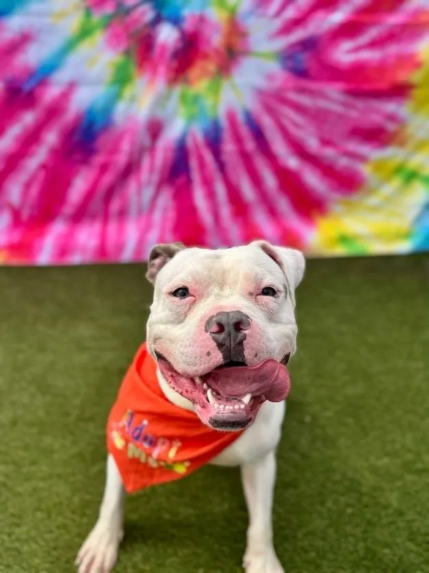 Leonidas
