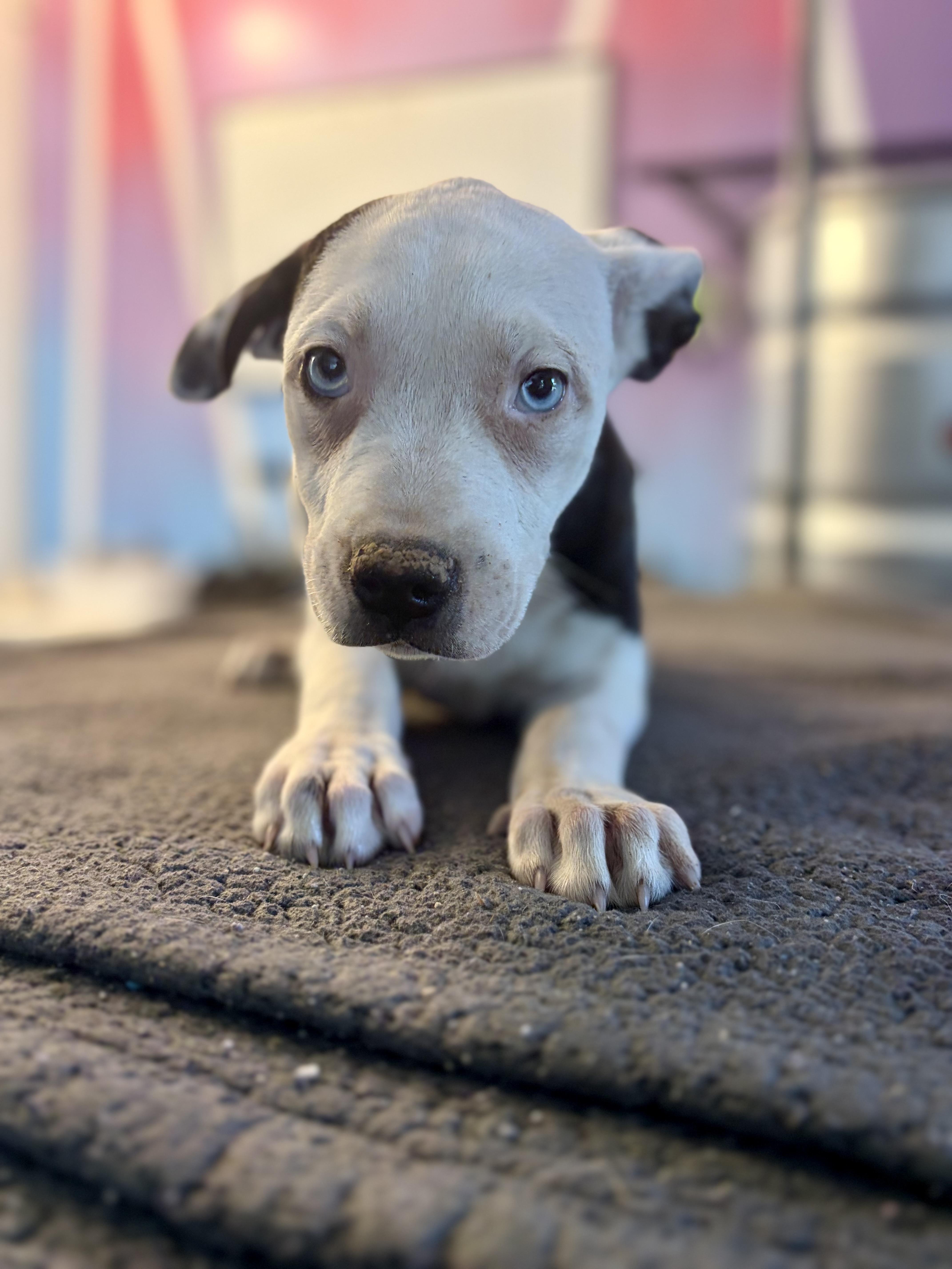 A baby medium-sized female White / Cream Pit Bull Terrier dog named Noelle for adoption in Felton, PA