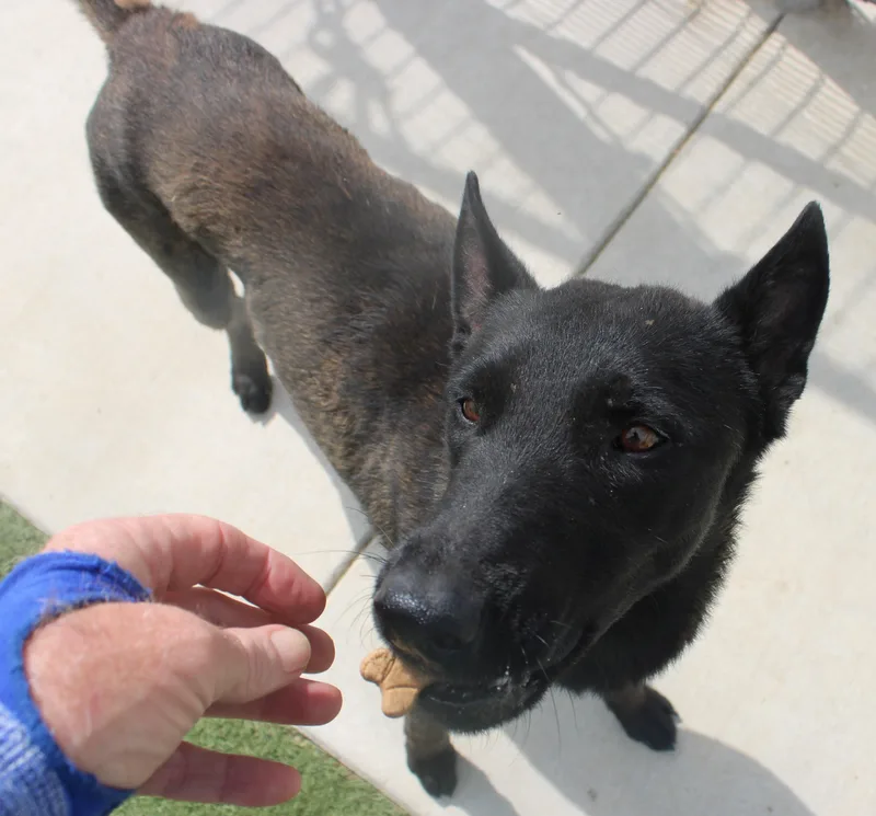 Smokie thumbnail 2