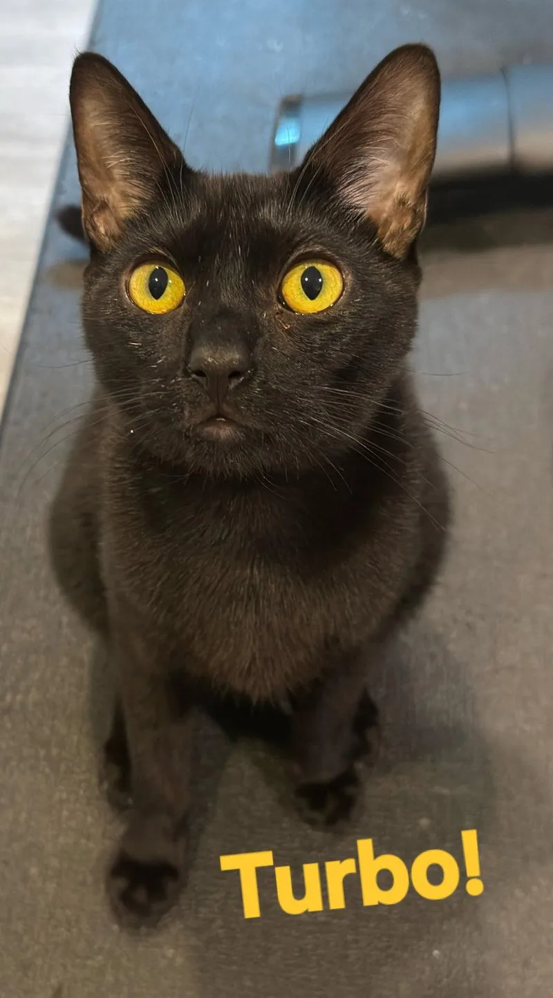A young medium-sized male Black Domestic Short Hair cat named Turbo for adoption in Longwood, FL