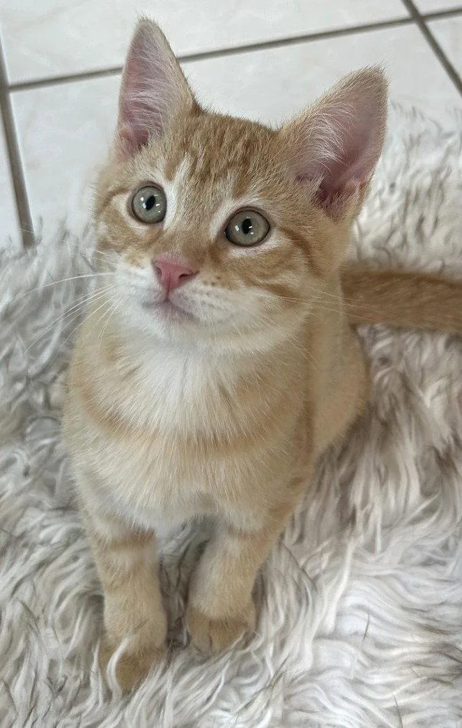 A baby medium-sized female Orange / Red Domestic Short Hair cat named Starling for adoption in Shawnee, KS