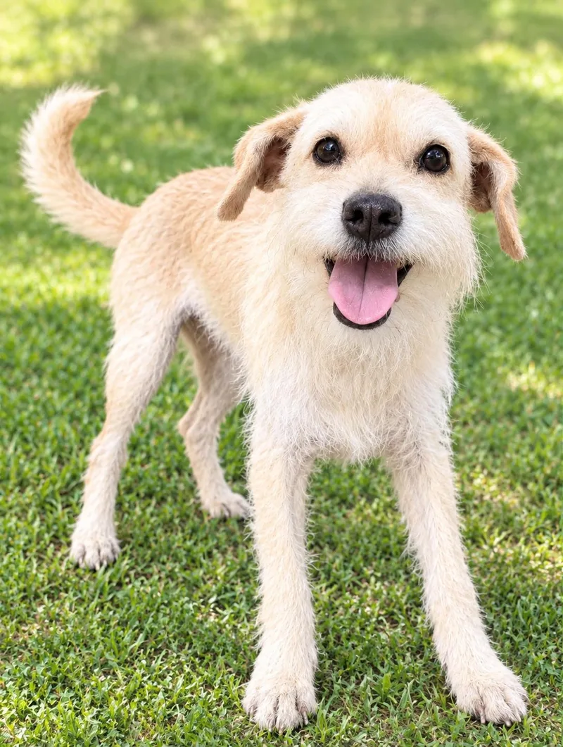 An adult small-sized female Parson Russell Terrier dog named Luna for adoption in West Haven, CT