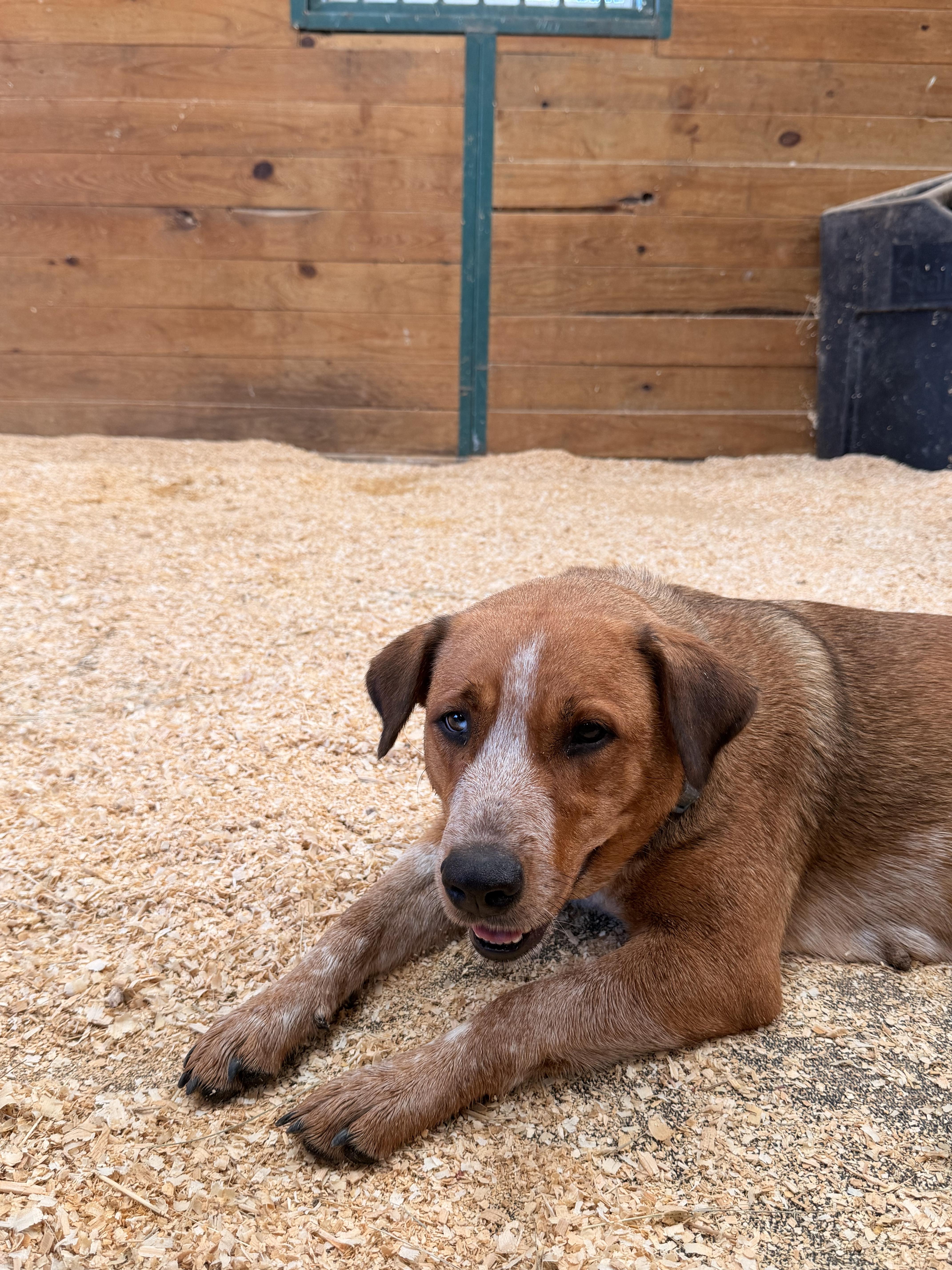 A young medium-sized female Red / Chestnut / Orange Hound dog named Sophie for adoption in Sadler, TX
