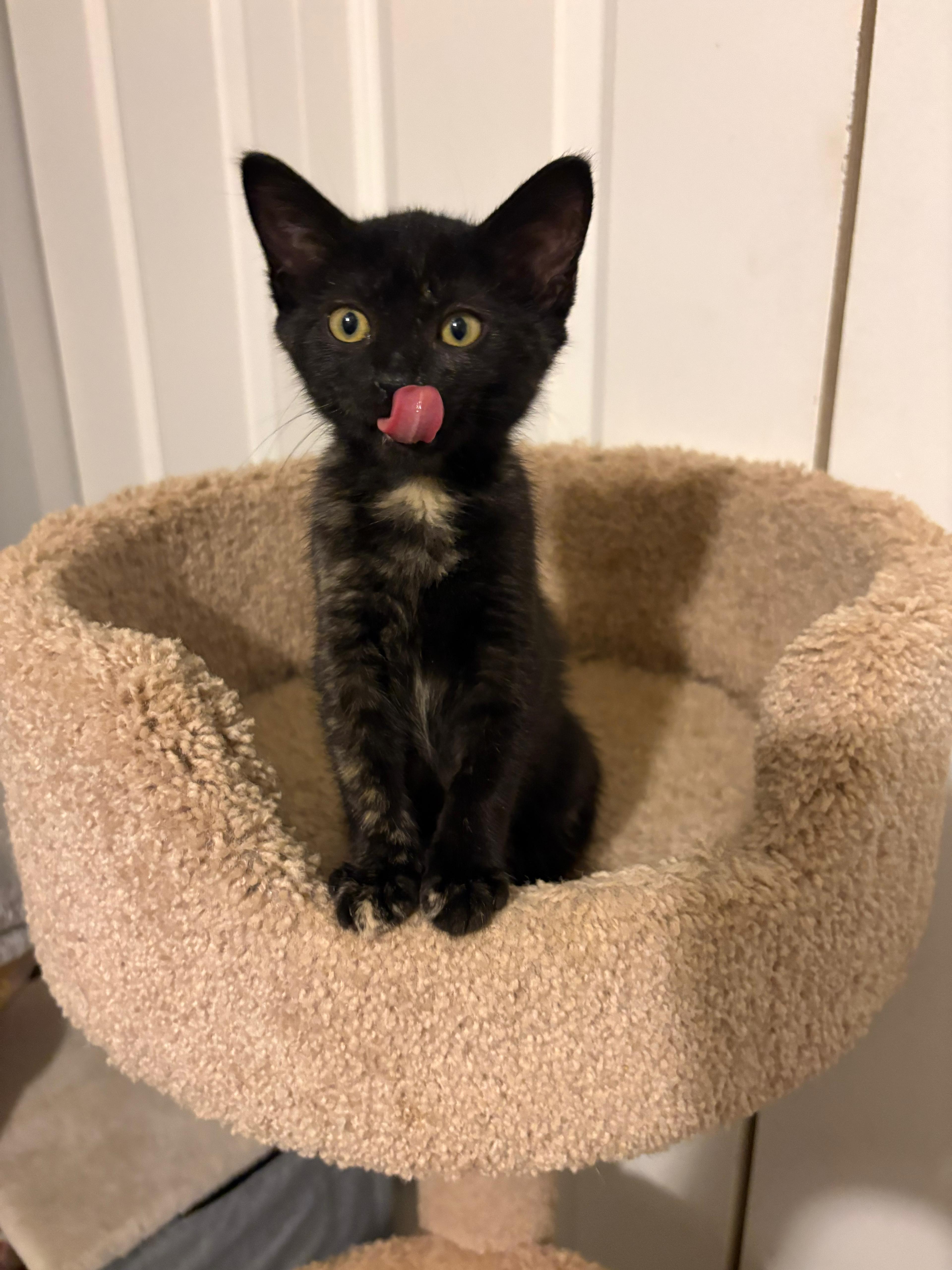 A baby medium-sized female Dilute Tortoiseshell Domestic Short Hair cat named Rub for adoption in Lauderhill, FL