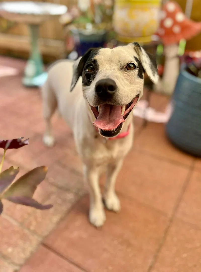 A young medium-sized female Terrier dog named Gypsie  in Maine for adoption in Kennebunkport, ME