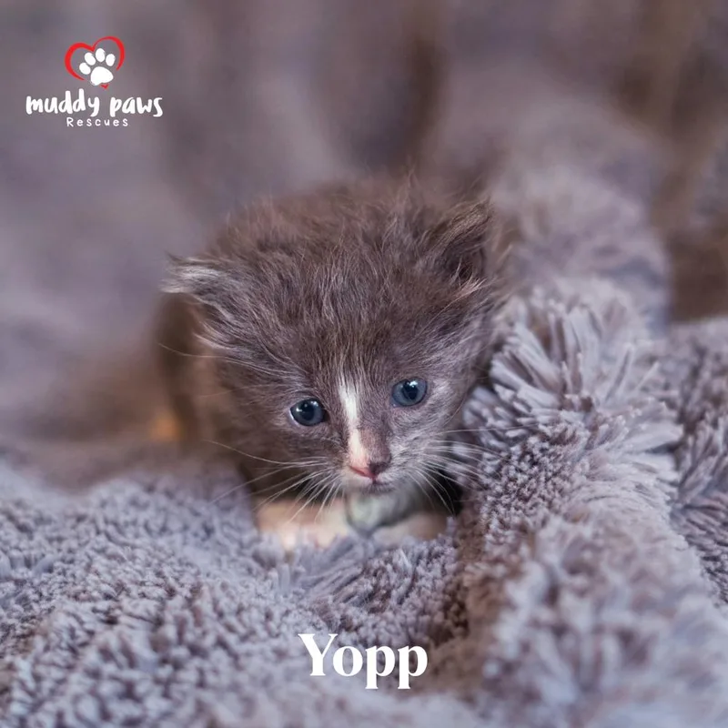Seuss Litter:  Yopp