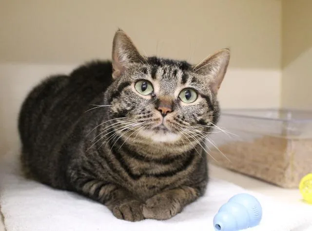 A senior large-sized female Manx cat named Marzia for adoption in Bloomington, IN