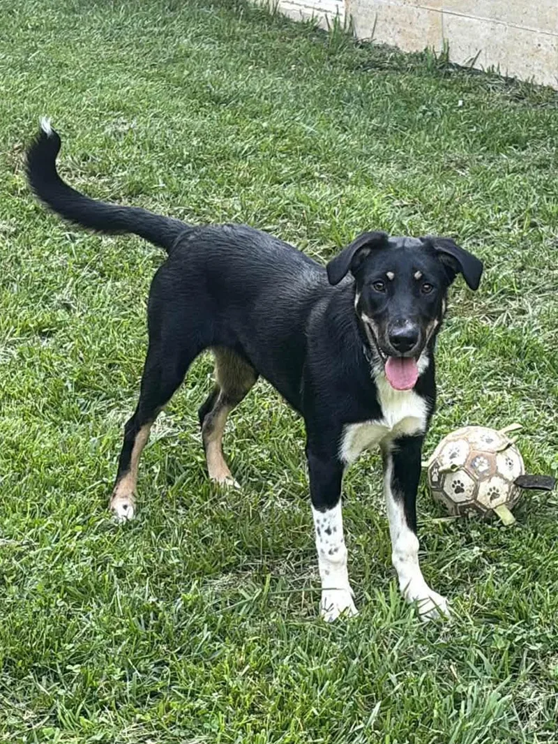 A young medium-sized female Husky dog named Teakwood for adoption in Lake Saint Louis, MO