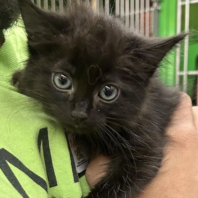 A baby small-sized female Black Domestic Short Hair cat named Banzai for adoption in Point Richmond, CA