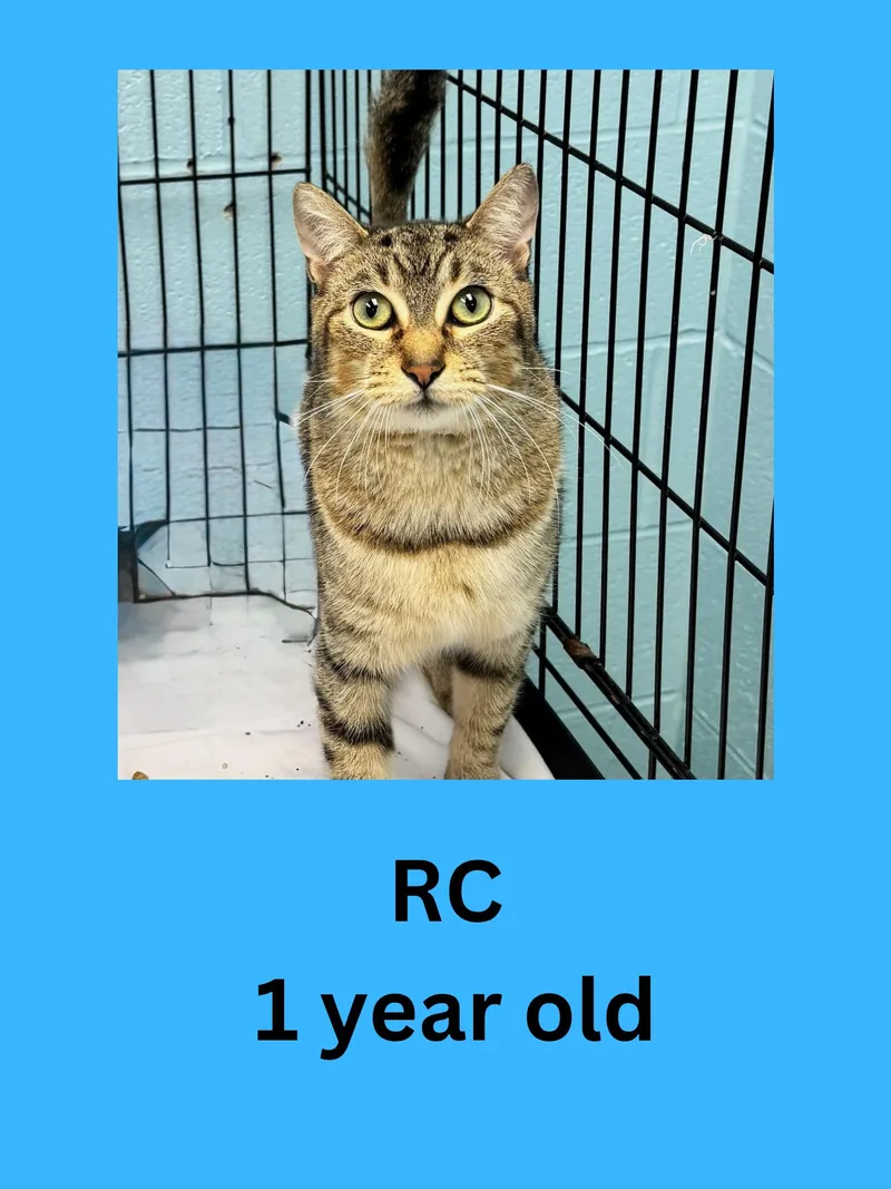 An adult medium-sized male Tabby (Gray / Blue / Silver) Domestic Short Hair cat named Rc for adoption in Ravenna, OH