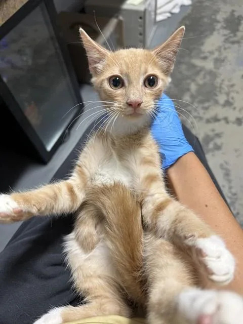 A baby small-sized male Domestic Short Hair cat named Moose for adoption in Tallahassee, FL