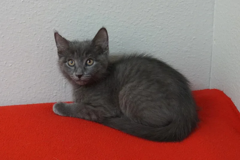A baby small-sized male Domestic Short Hair cat named Jude for adoption in Fountain Hills, AZ