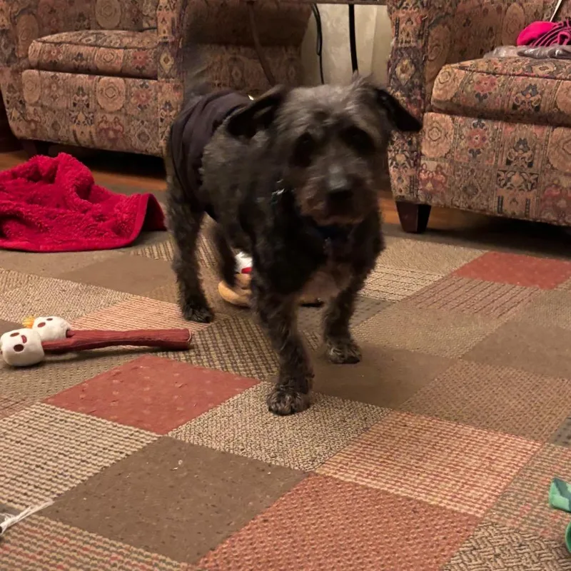 A senior medium-sized male Black Portuguese Water Dog dog named Peru for adoption in Tunkhannock, PA