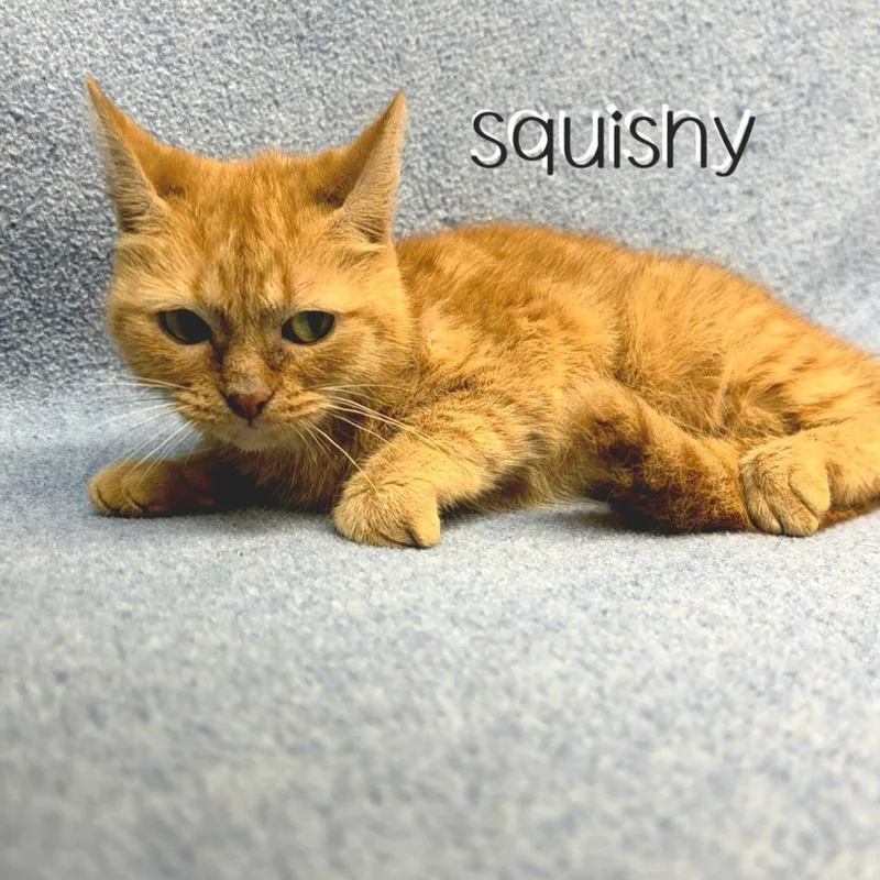 Squishy thumbnail 2