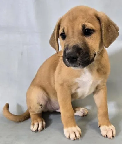 A baby large-sized male Shar-Pei dog named Daffy for adoption in Morton Grove, IL