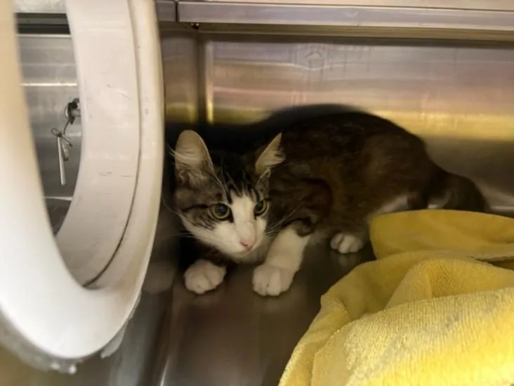 An adult large-sized male Domestic Short Hair cat named Gray for adoption in Chatsworth, CA