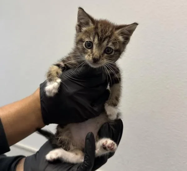 A baby small-sized male Domestic Short Hair cat named Alexis From Amazon for adoption in Oceanside, CA