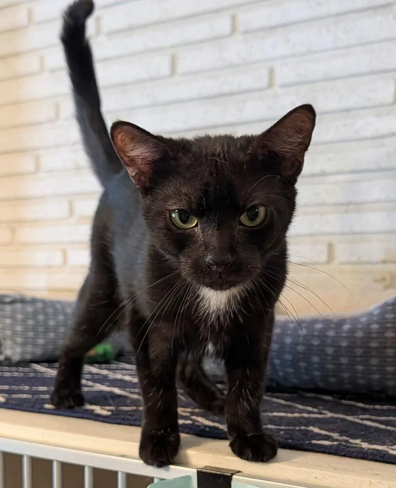 Harrison thumbnail 2