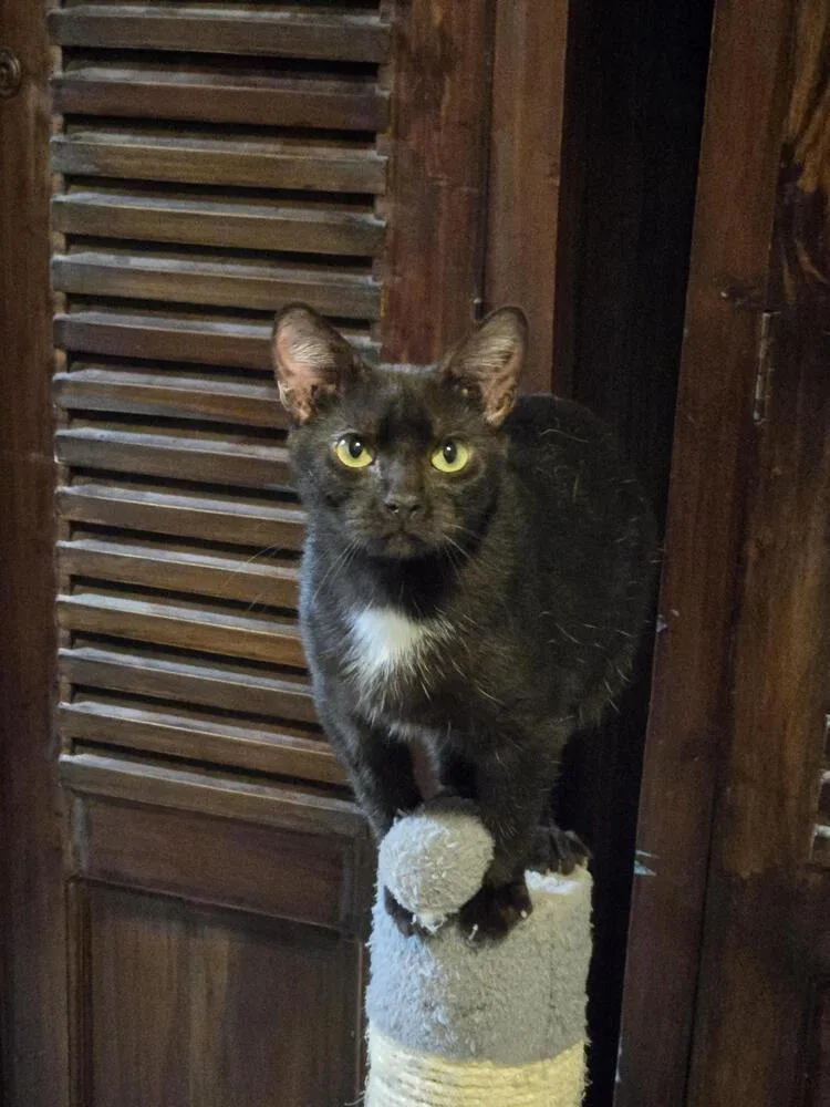 Harrison thumbnail 3