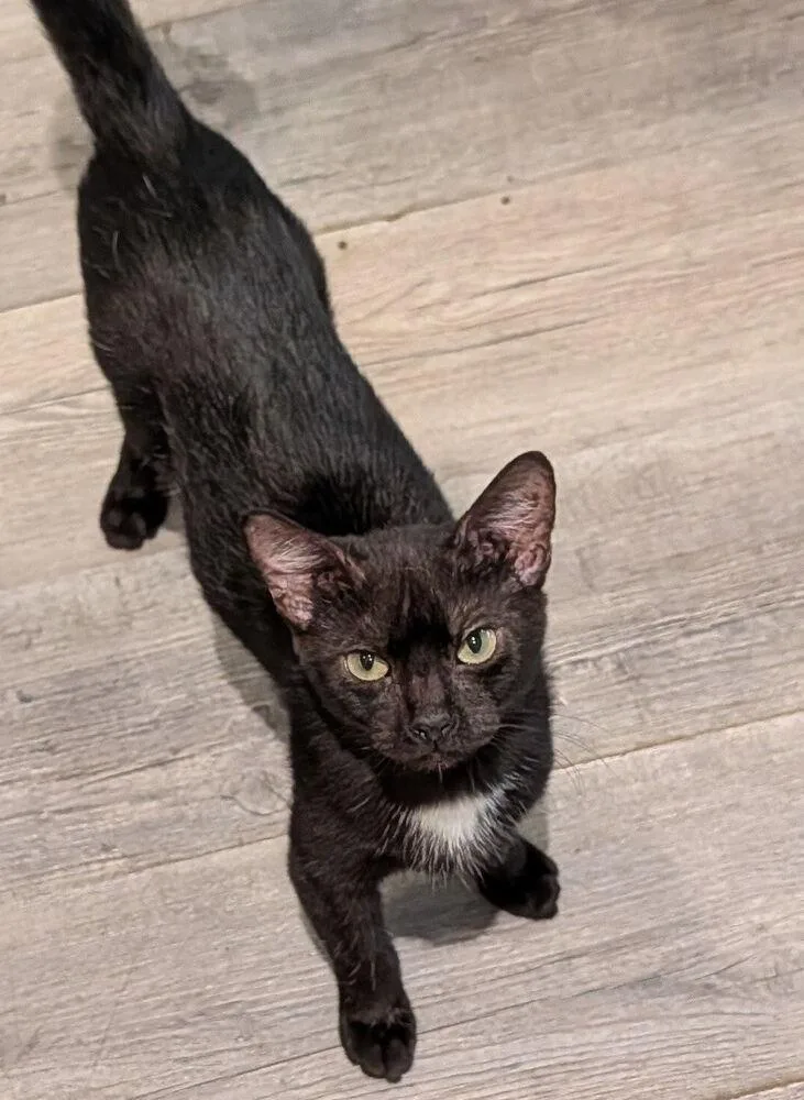 Harrison thumbnail 4