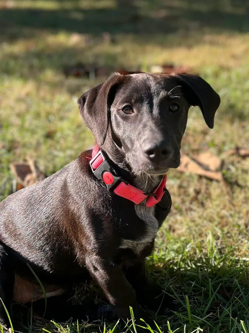 A young medium-sized female Black Mixed Breed dog named Winnie Jo for adoption in Calhoun, KY