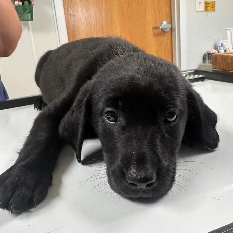 A baby small-sized female Black Australian Shepherd dog named Sarabi for adoption in Pekin, IL