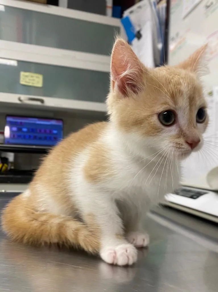 A baby medium-sized male Domestic Short Hair cat named Squilliam Fancyson for adoption in Fall River, MA