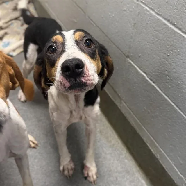 An adult medium-sized female Treeing Walker Coonhound dog named Louise for adoption in Huntsville, AL