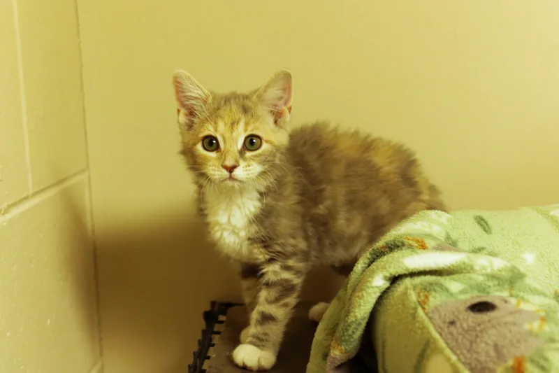 Cleo thumbnail 2