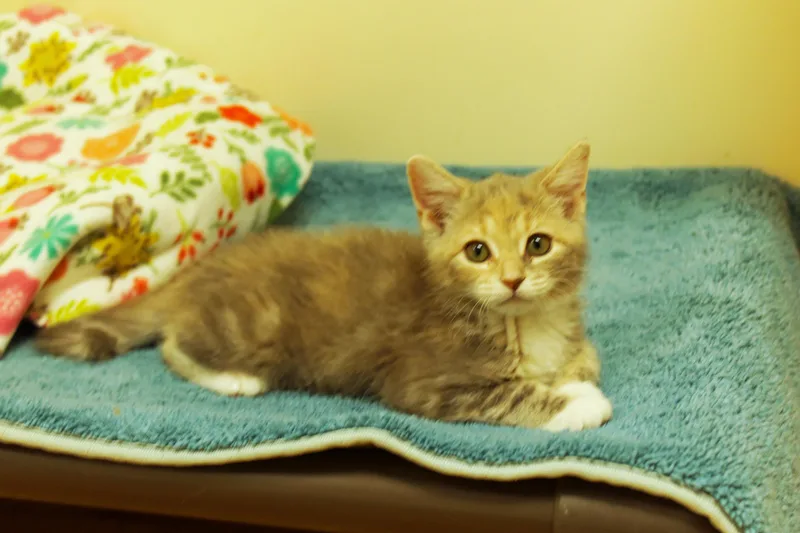 Cleo thumbnail 3