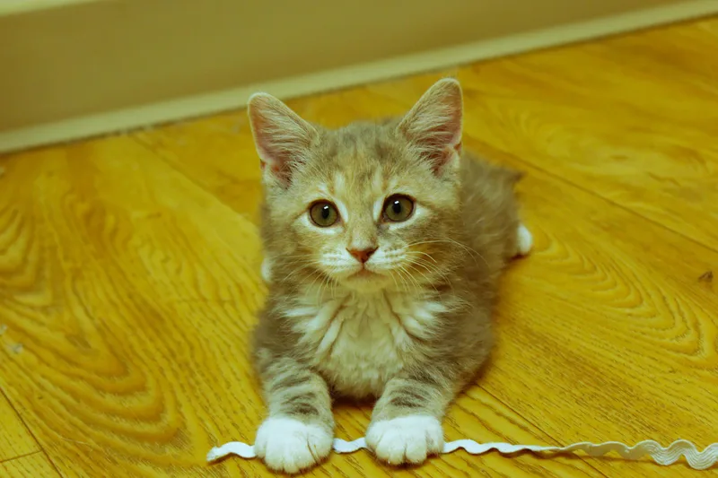Cleo thumbnail 4