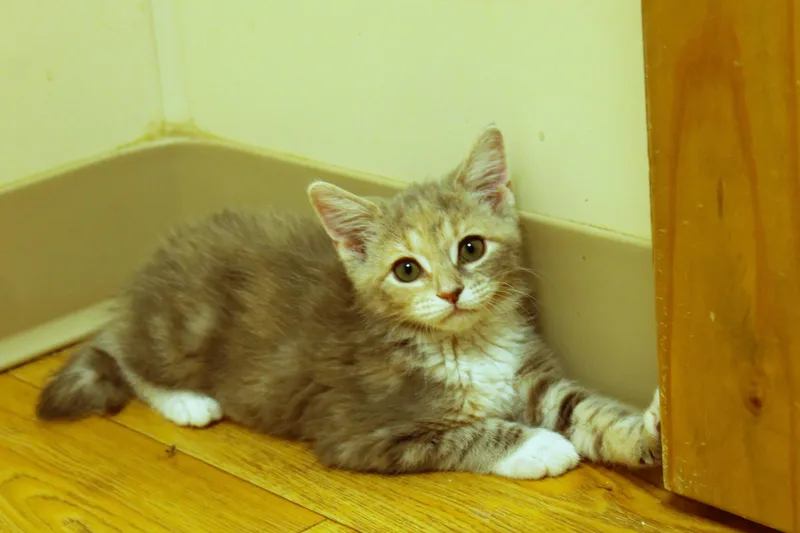 Cleo thumbnail 5