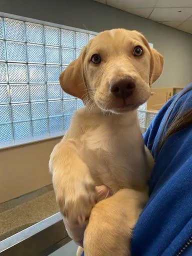 A baby medium-sized male Labrador Retriever dog named Dirt for adoption in Washington, DC