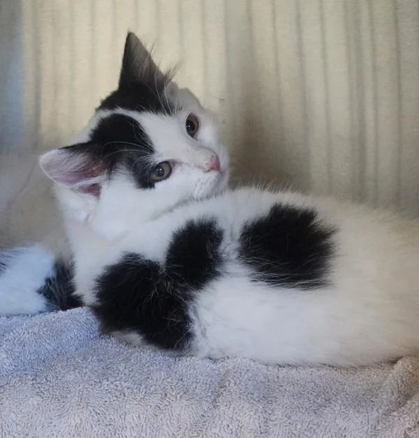 A baby small-sized female Domestic Medium Hair cat named Cheetah for adoption in Dublin, CA