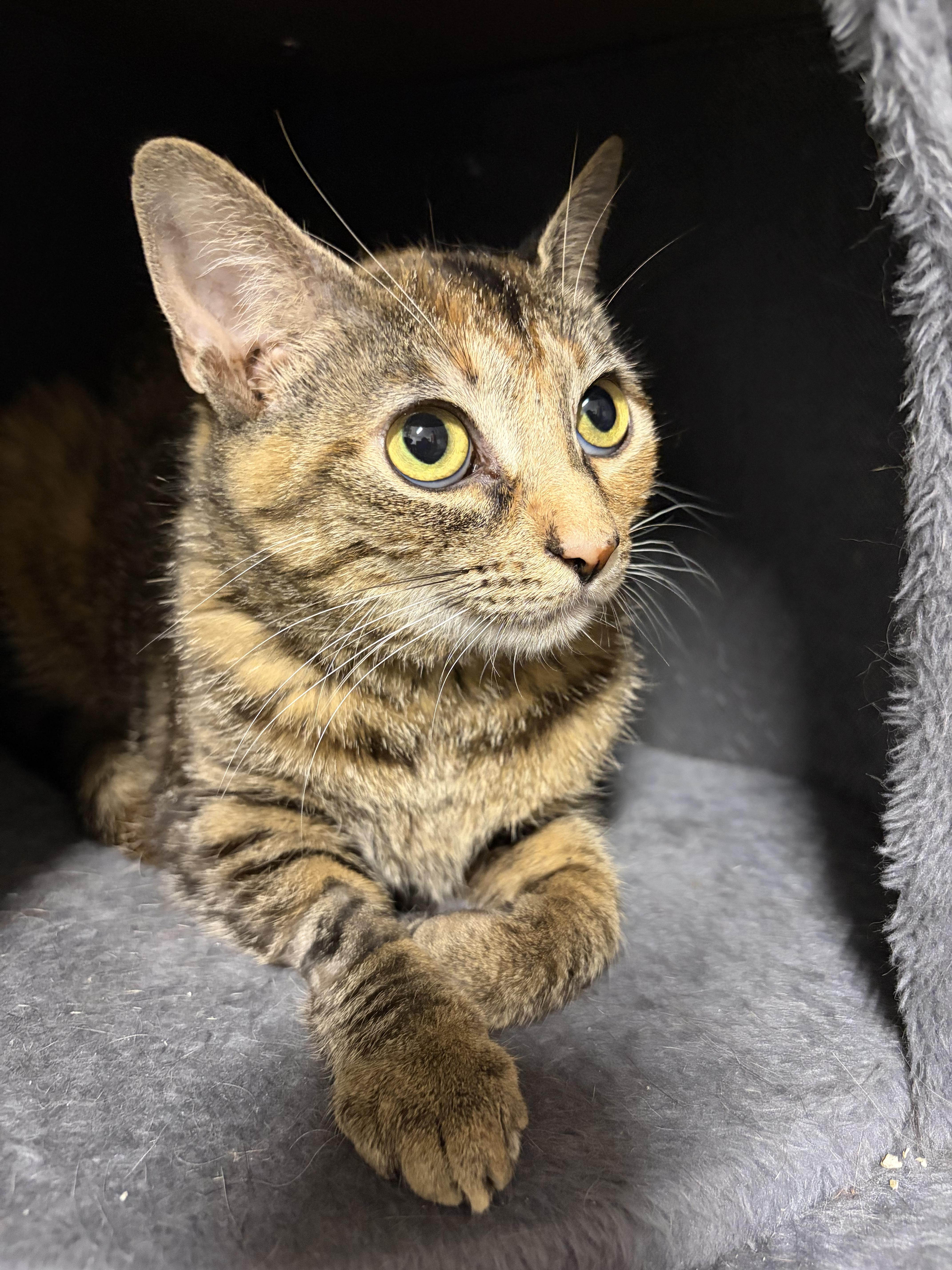 A young small-sized female Dilute Tortoiseshell Domestic Short Hair cat named Dot for adoption in North Haledon, NJ