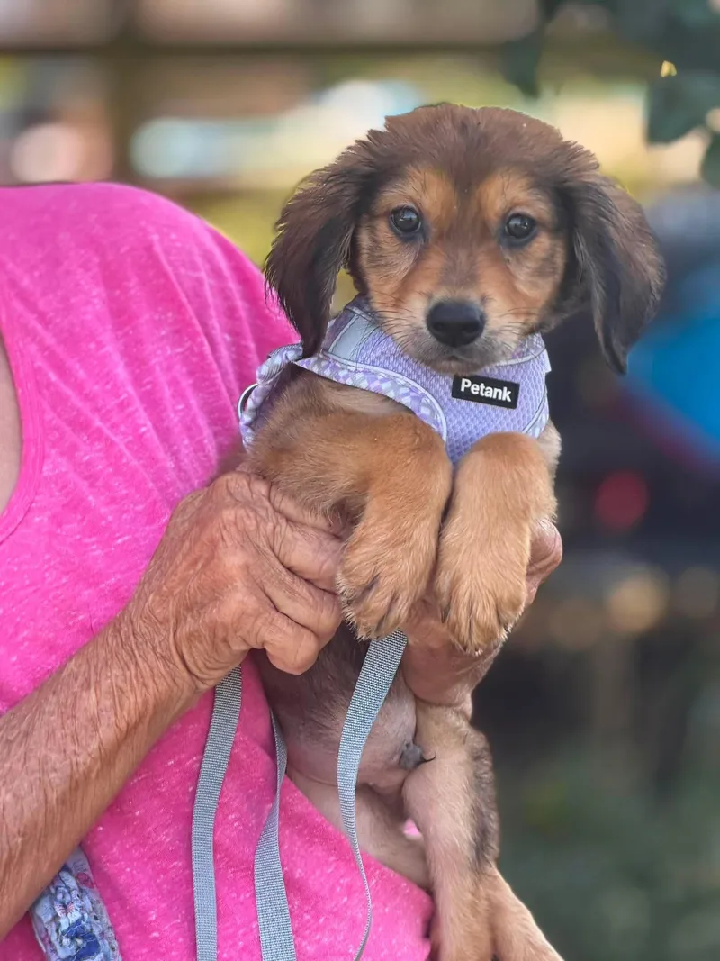 A baby medium-sized male Collie dog named Champ for adoption in Ashville, OH