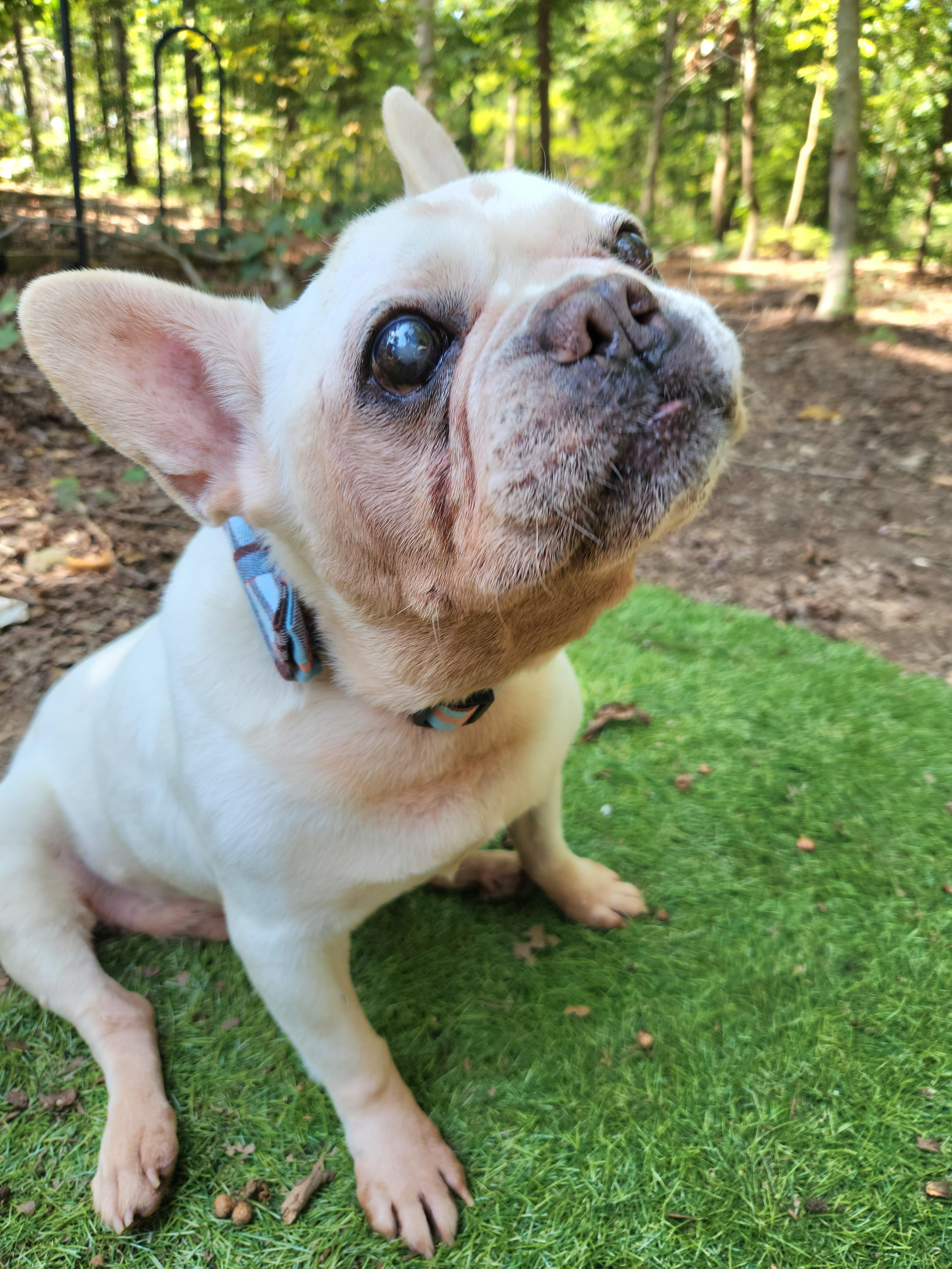 A senior medium-sized male French Bulldog dog named Leonard for adoption in Pelzer, SC