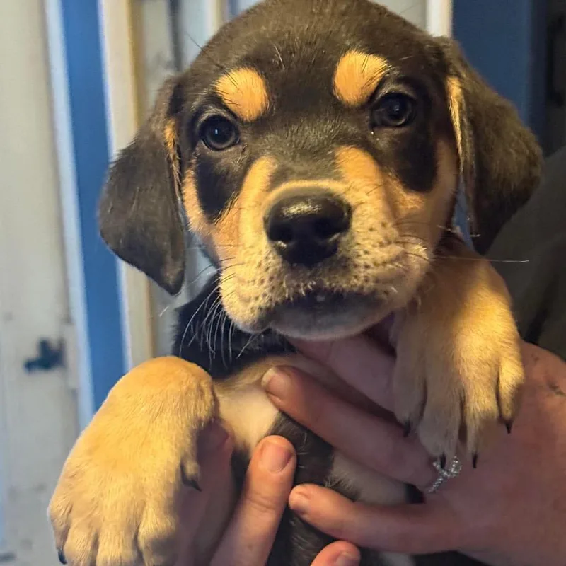 A baby small-sized male Black Mixed Breed dog named Macmurray for adoption in Farmersville, OH