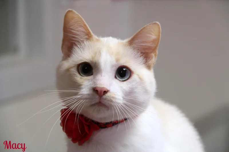 A young medium-sized female Cream / Ivory Siamese cat named Macy for adoption in Vinton, IA