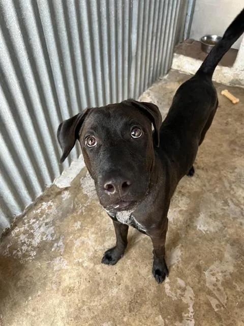 A young large-sized male Labrador Retriever dog named Smokie for adoption in Tucson, AZ