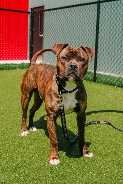 An adult medium-sized male Mixed Breed dog named Invader Zim for adoption in West Chester, PA