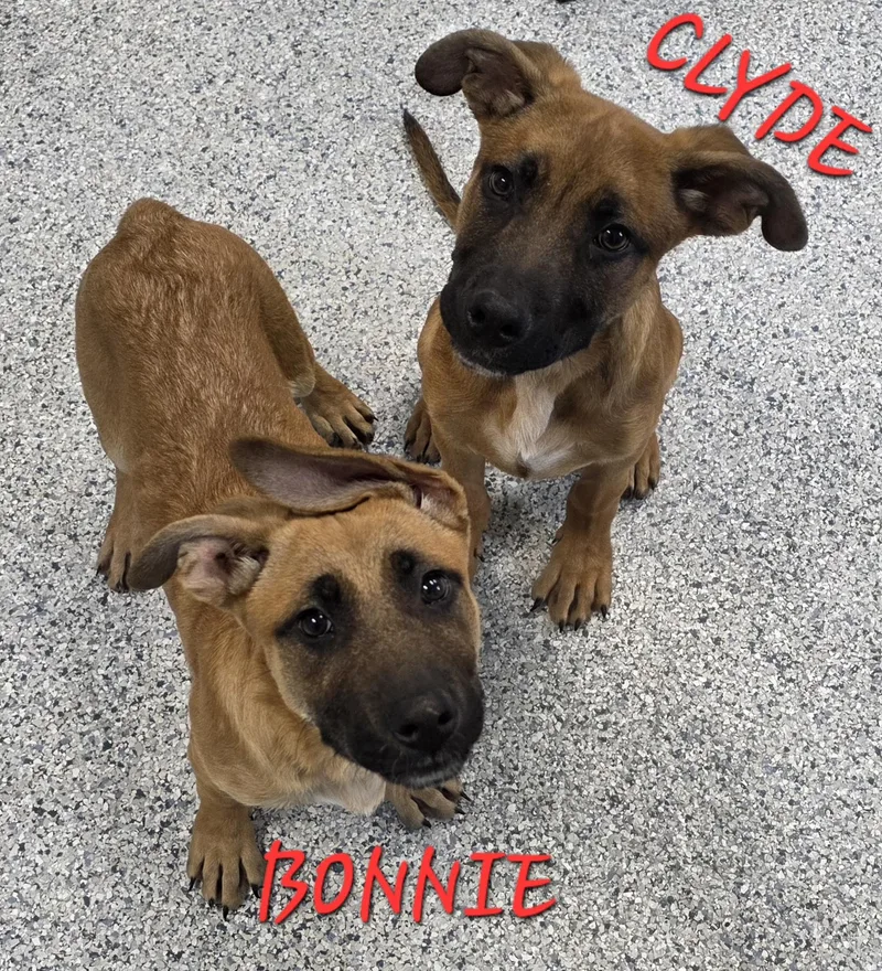A young medium-sized male Bicolor Belgian Shepherd / Malinois dog named Bonnie & Clyde for adoption in Momence, IL