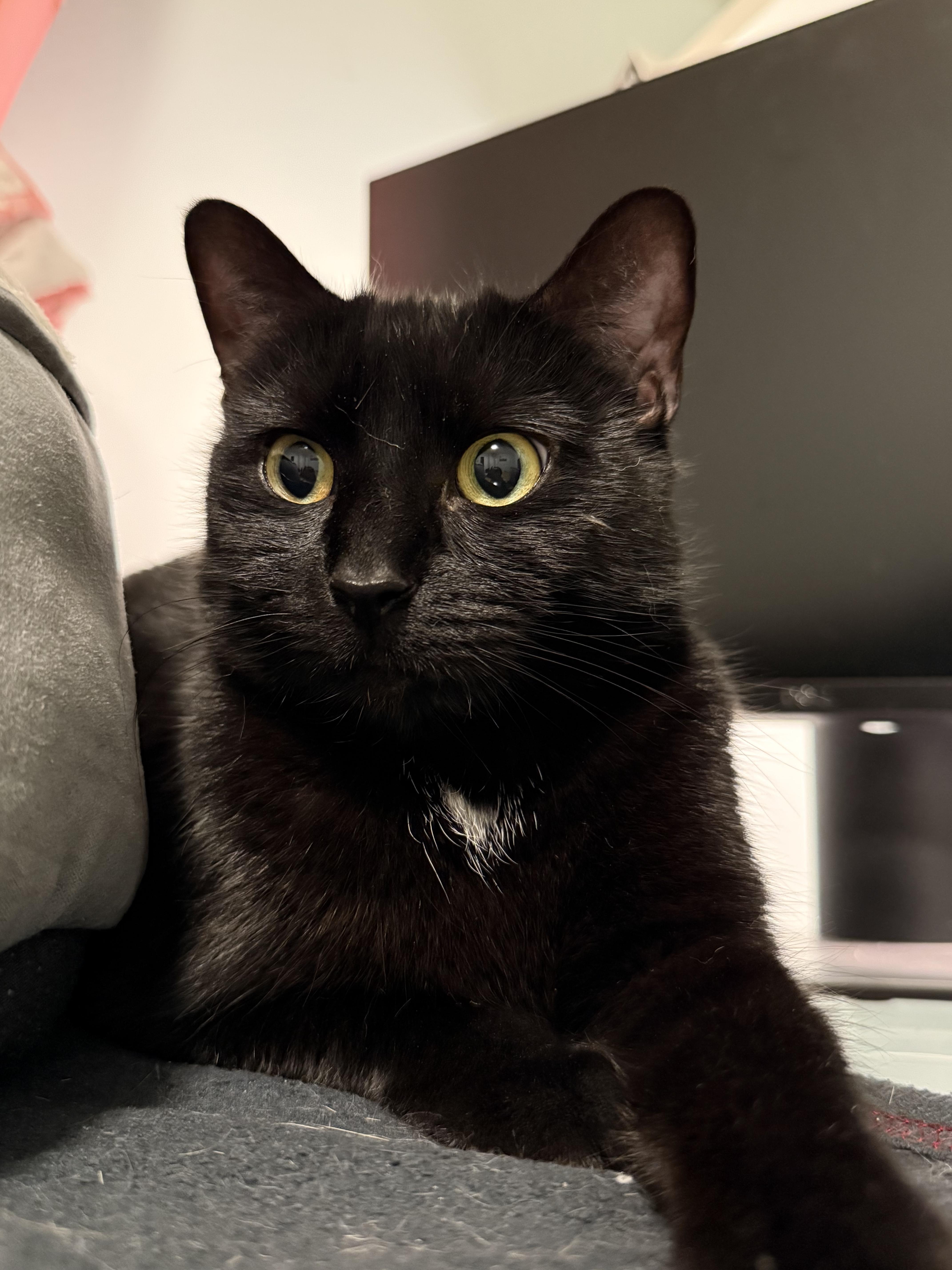 A young medium-sized female Black Domestic Short Hair cat named J.Jill for adoption in Melrose, MA