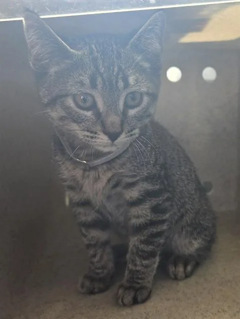A baby medium-sized male Domestic Short Hair cat named Penny for adoption in Lancaster, CA