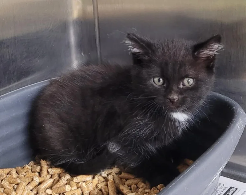 A baby small-sized female Domestic Short Hair cat named Clawdine for adoption in Hopkinsville, KY