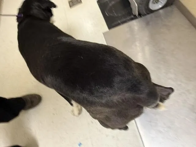 An adult large-sized female Black Labrador Retriever dog named Fina for adoption in Hobbs, NM