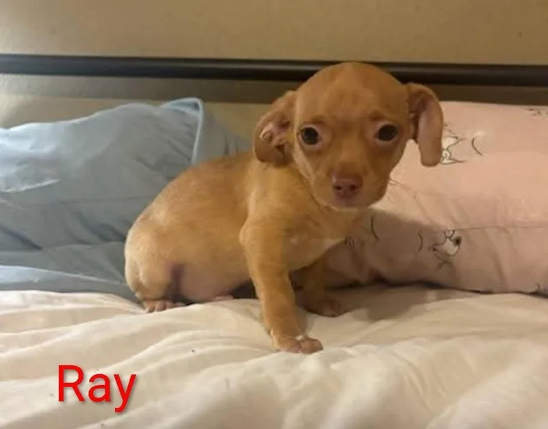 Ray