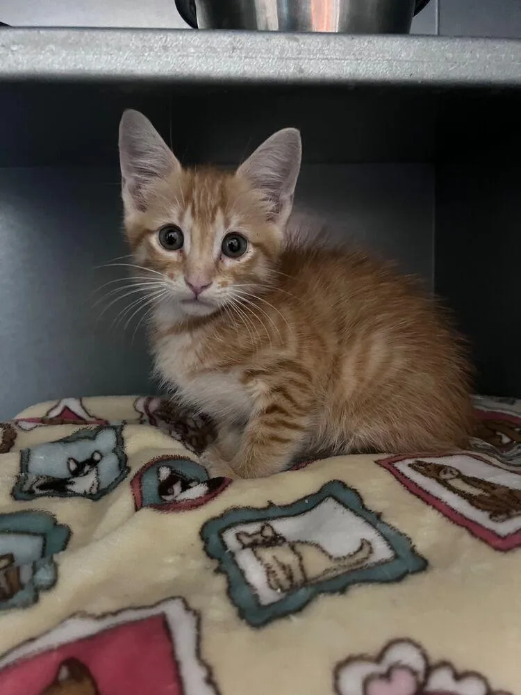 A baby small-sized male Domestic Short Hair cat named Ricky Bobby for adoption in McPherson, KS