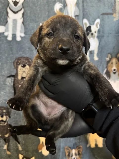 A young small-sized female German Shepherd Dog dog named Ruby for adoption in Riverside, CA